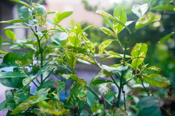 pianta di limone affetta da minatrice degli agrumi