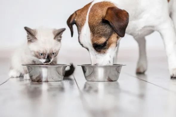 cane e gatto mangiano in ciotole
