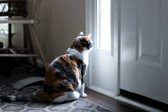 gatto guarda fuori dalla porta