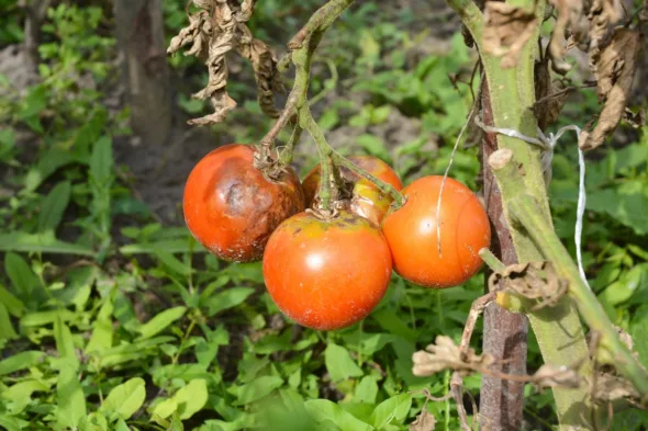 pomodori con malattia