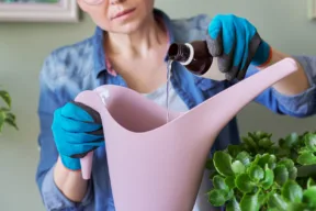 Come usare l'acqua ossigenata per le piante