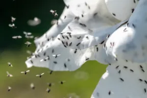 fiore bianco con sciaridi