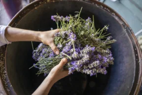 Tutti gli usi in casa dell'olio essenziale di lavanda che non conoscevi