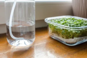 piantina di semi di chia