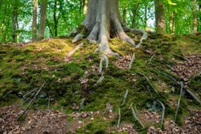 albero