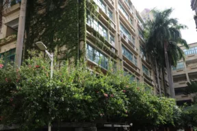 piante pendenti e rampicanti sul palazzo