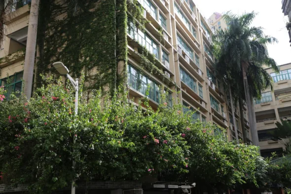 piante pendenti e rampicanti sul palazzo