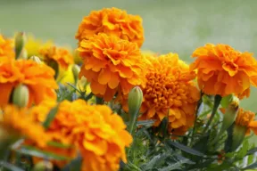 tagetes