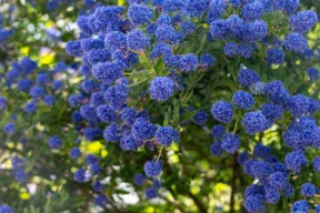 Ceanothus