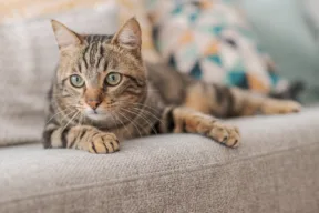 gatto su un divano