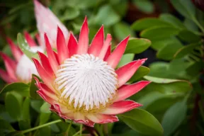 protea