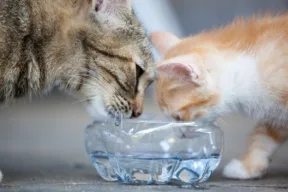 Cosa succede se il gatto beve l'acqua del condizionatore