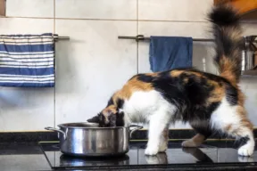 Il piano a induzione è sicuro con gatti e altri animali domestici in casa?