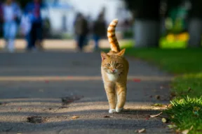 Alla scoperta di Golferenzo, il borgo dei gatti