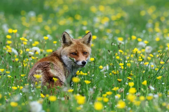 Animali selvatici in condominio: responsabilità e sanzioni per chi non interviene