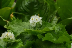 fiore scheletro