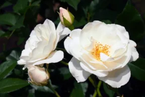 rosa iceberg