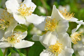 Come si coltiva il Filadelfo, il fiore d'angelo