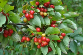corniolo