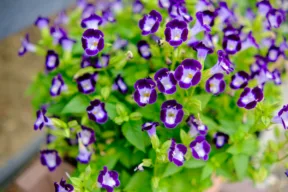 Torenia