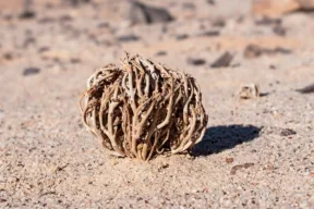 Cos'è e come si annaffia la Rosa di Gerico?