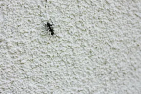 formica
