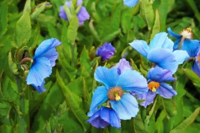 Il papavero blu dell'Himalaya: perché si chiama così e come si coltiva la Meconopsis