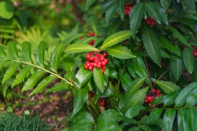 Ardisia