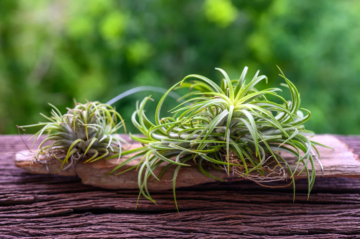 Tillandsia