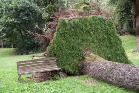 albero caduto