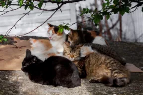 gatti