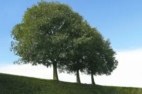 bagolaro