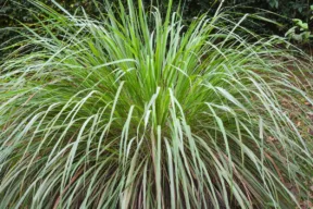 lemongrass