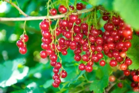 Come coltivare il ribes
