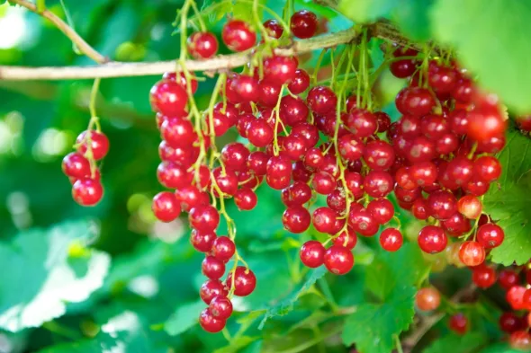 Come coltivare il ribes