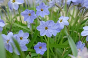 ipheion