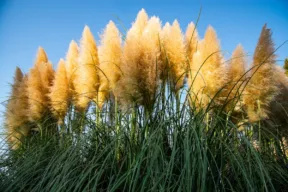 Come coltivare la Cortaderia selloana, chiamata anche erba delle Pampas