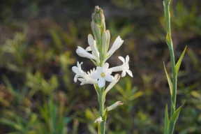 tuberosa