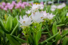 fiore di curcuma