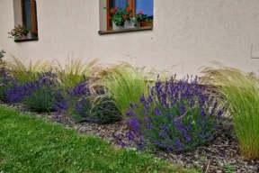 Come coltivare la stipa e usarla in giardino