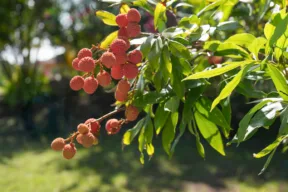 litchi