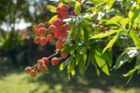 litchi