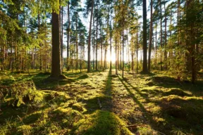 foresta di sheerwood