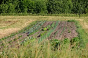 terreno