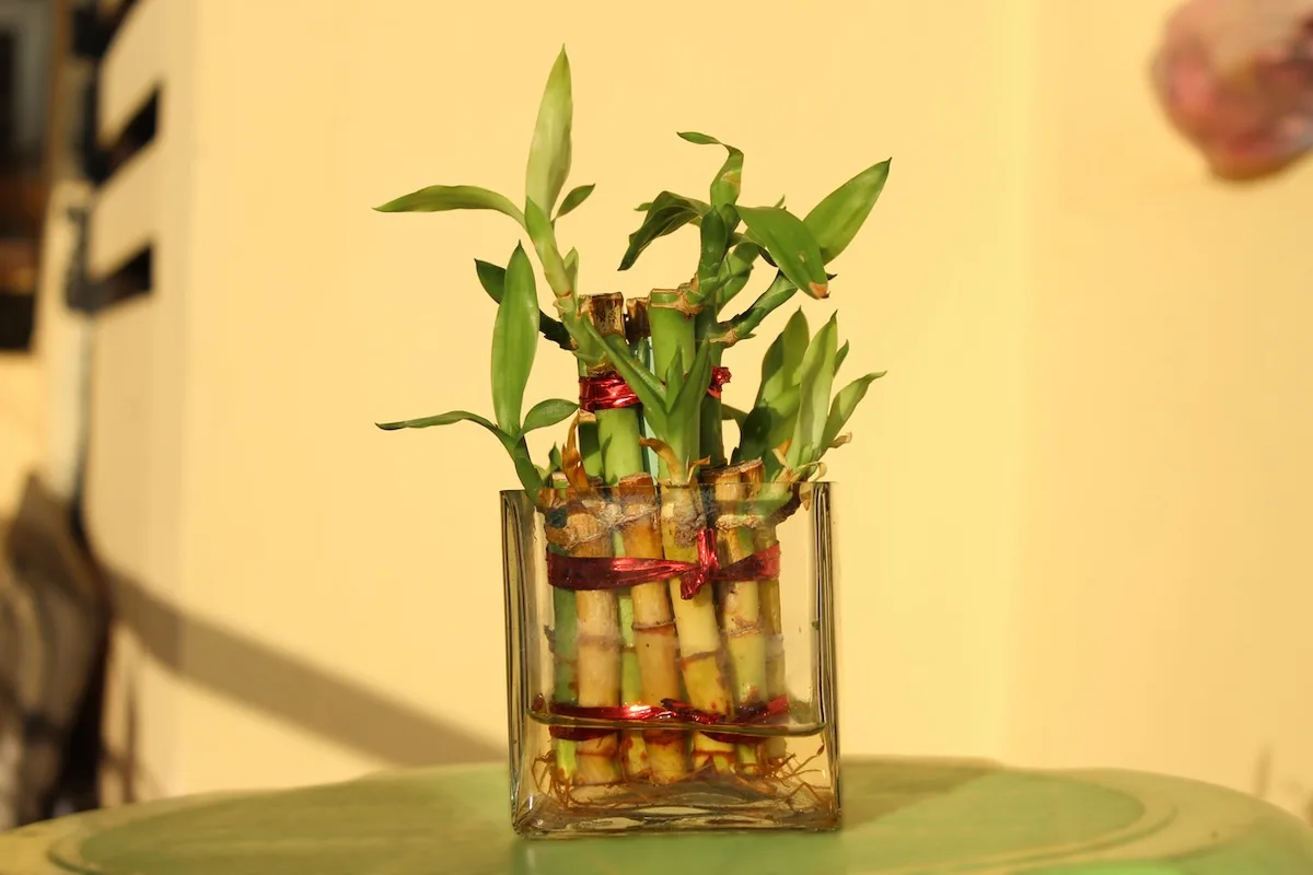 dracaena sanderiana jpg
