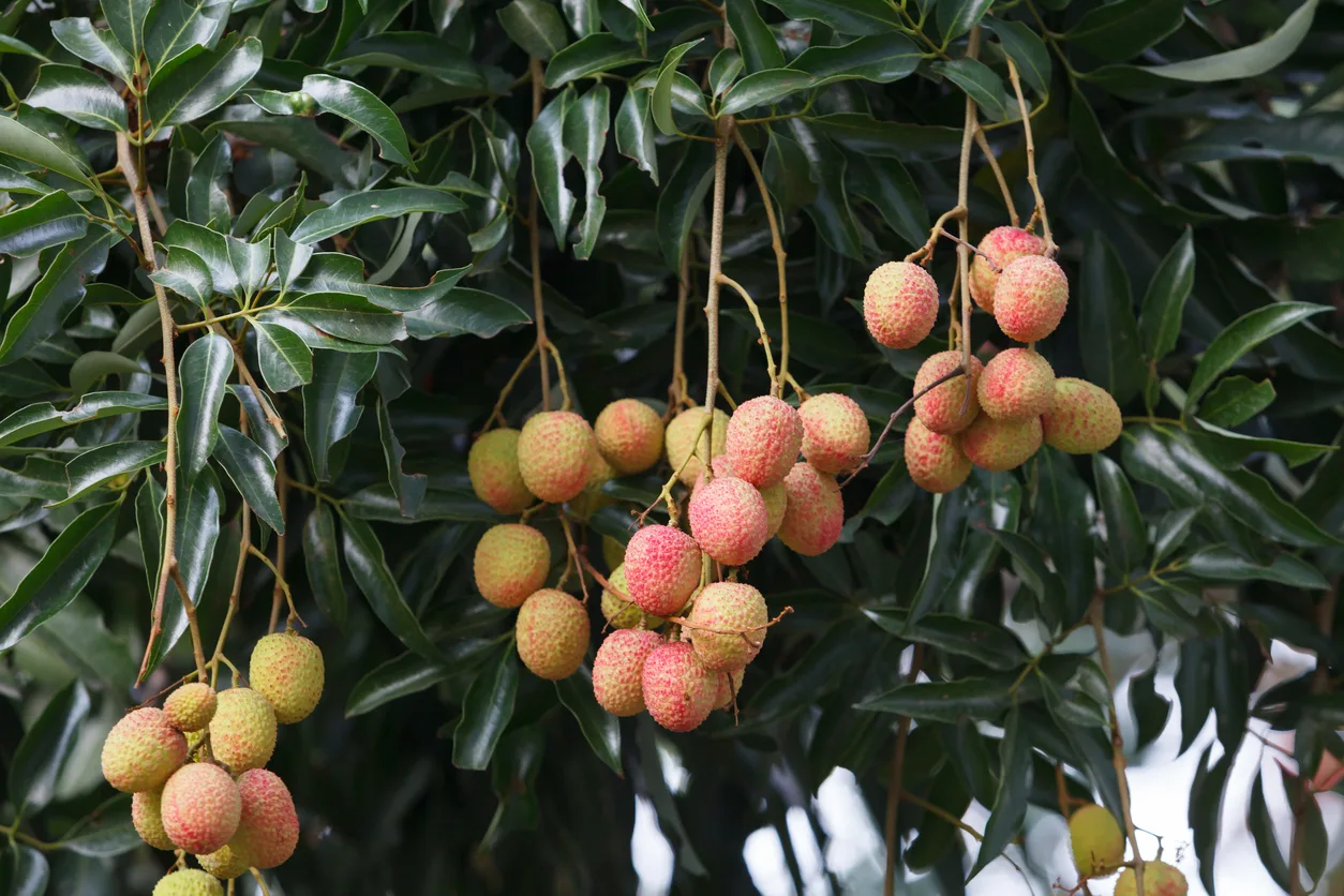 litchi