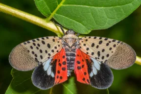 Che cos'è l'insetto Lanterna maculata, perché è pericolosa per le piante e cosa fare