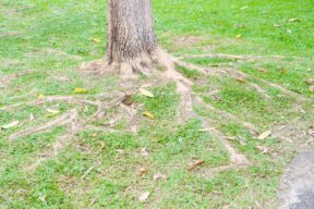 albero con radici