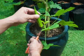 potatura di una pianta di okra (o gombo)