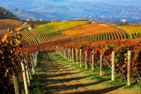 Langhe